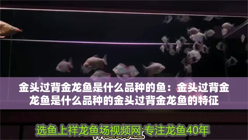 金頭過背金龍魚是什么品種的魚：金頭過背金龍魚是什么品種的金頭過背金龍魚的特征