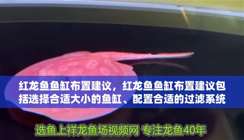 紅龍魚魚缸布置建議，紅龍魚魚缸布置建議包括選擇合適大小的魚缸、配置合適的過濾系統、添加適當的裝飾和水草