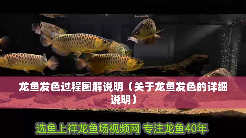 龍魚發(fā)色過程圖解說明（關(guān)于龍魚發(fā)色的詳細(xì)說明）