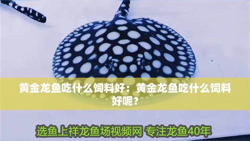 黃金龍魚吃什么飼料好：黃金龍魚吃什么飼料好呢？