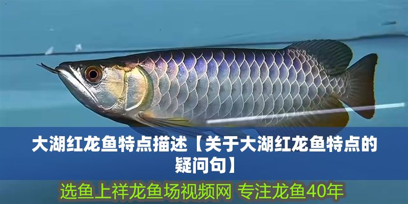 大湖紅龍魚特點描述【關于大湖紅龍魚特點的疑問句】