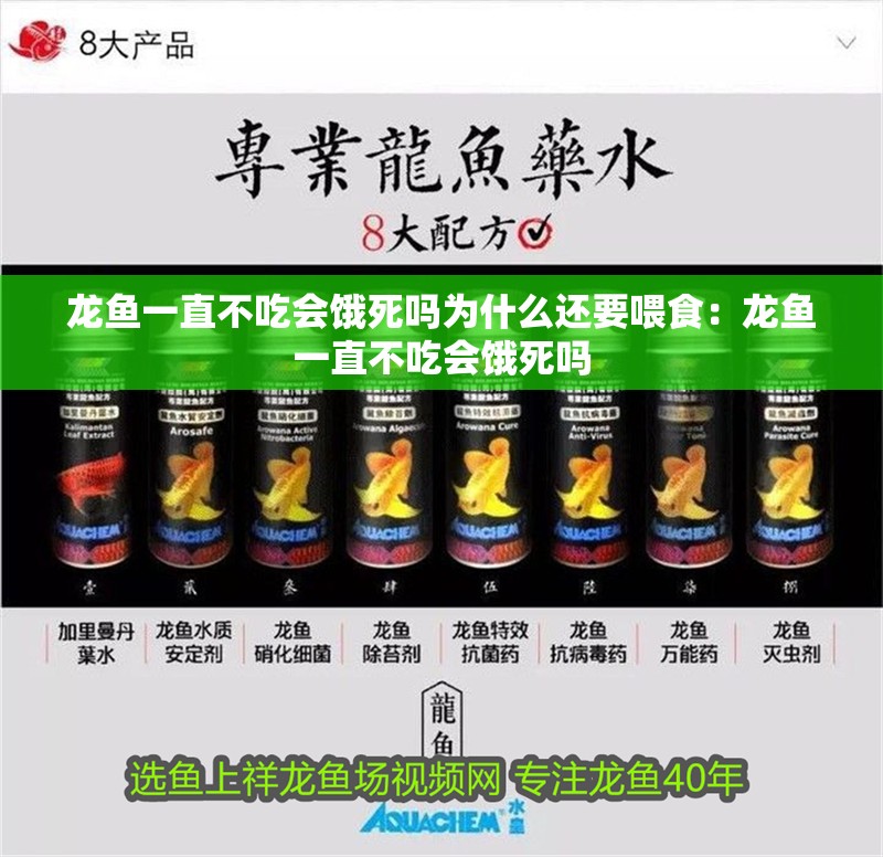 龍魚一直不吃會餓死嗎為什么還要喂食：龍魚一直不吃會餓死嗎