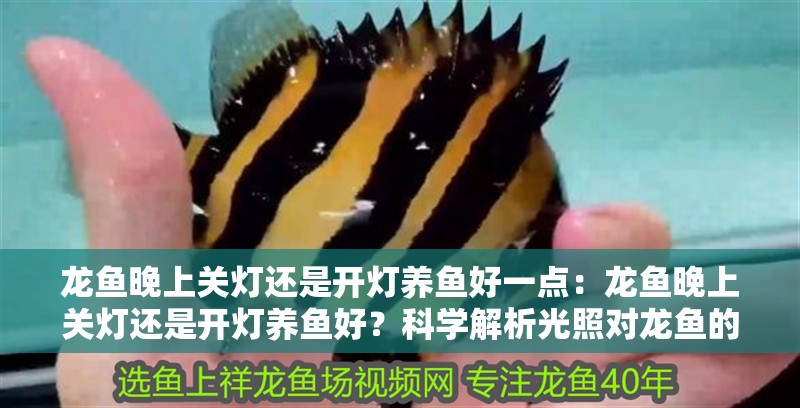 龍魚晚上關燈還是開燈養魚好一點：龍魚晚上關燈還是開燈養魚好？科學解析光照對龍魚的影響