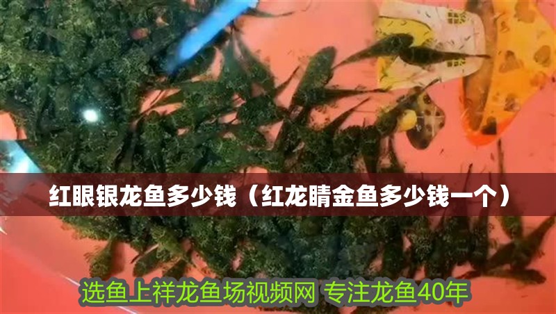 紅眼銀龍魚多少錢（紅龍睛金魚多少錢一個(gè)）