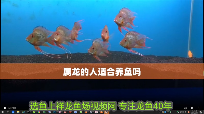 屬龍的人適合養(yǎng)魚嗎