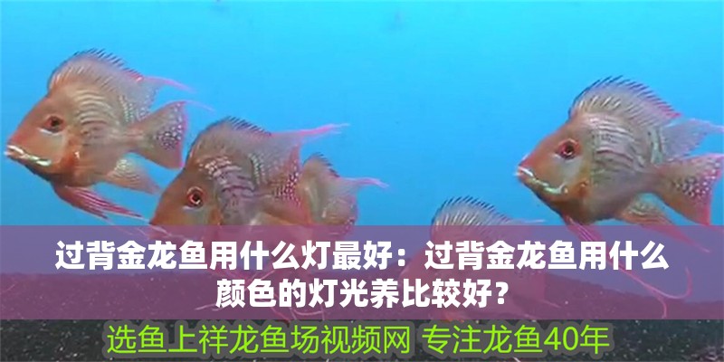 過背金龍魚用什么燈最好：過背金龍魚用什么顏色的燈光養比較好？ 過背金龍魚用什么燈最好：過背金龍魚用什么顏色的燈光養比較好？ 龍魚百科