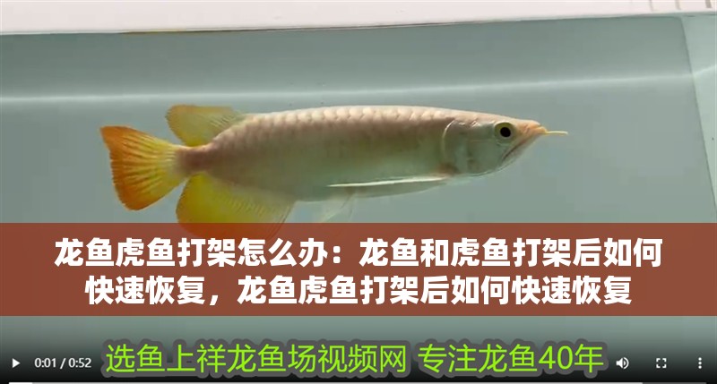龍魚虎魚打架怎么辦：龍魚和虎魚打架后如何快速恢復(fù)，龍魚虎魚打架后如何快速恢復(fù)