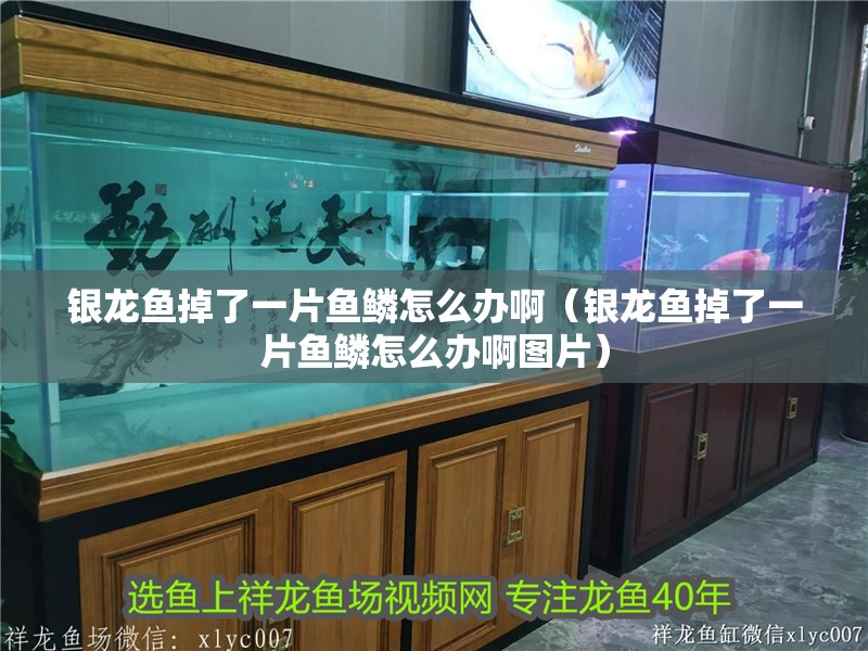 銀龍魚掉了一片魚鱗怎么辦啊（銀龍魚掉了一片魚鱗怎么辦啊圖片）