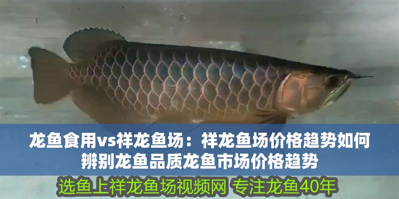 龍魚(yú)食用vs祥龍魚(yú)場(chǎng)：祥龍魚(yú)場(chǎng)價(jià)格趨勢(shì)如何辨別龍魚(yú)品質(zhì)龍魚(yú)市場(chǎng)價(jià)格趨勢(shì)
