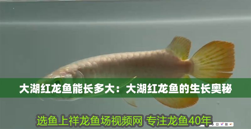 大湖紅龍魚能長多大：大湖紅龍魚的生長奧秘