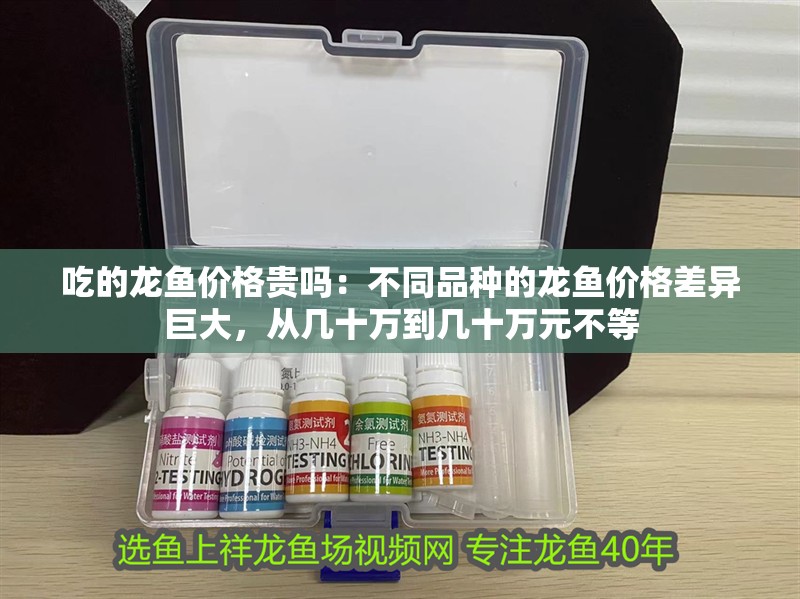 吃的龍魚價格貴嗎：不同品種的龍魚價格差異巨大，從幾十萬到幾十萬元不等