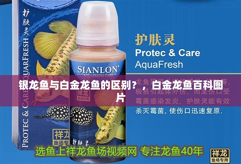 銀龍魚與白金龍魚的區(qū)別？，白金龍魚百科圖片