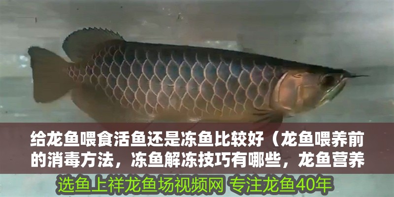 給龍魚喂食活魚還是凍魚比較好（龍魚喂養(yǎng)前的消毒方法，凍魚解凍技巧有哪些，龍魚營養(yǎng)均衡的食譜）