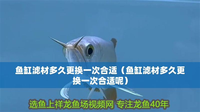 魚缸濾材多久更換一次合適（魚缸濾材多久更換一次合適呢）