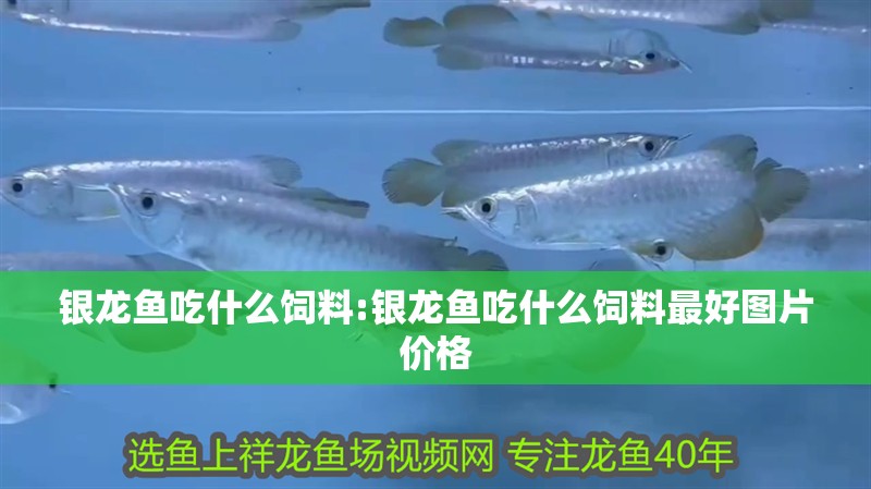 銀龍魚吃什么飼料:銀龍魚吃什么飼料最好圖片價格