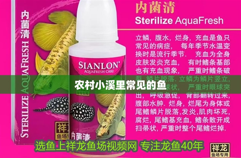 農(nóng)村小溪里常見的魚