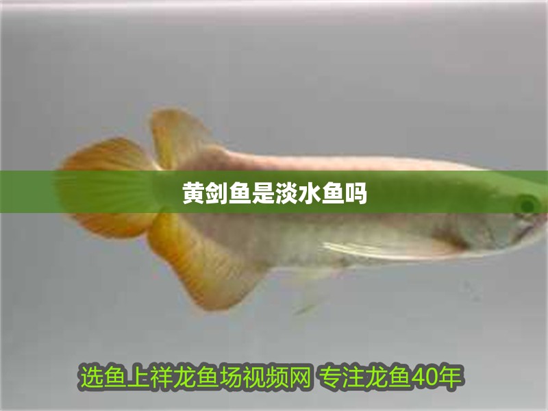 黃劍魚是淡水魚嗎