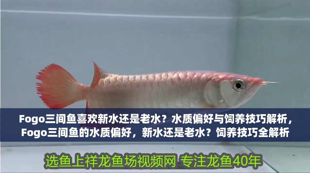 Fogo三間魚喜歡新水還是老水？水質偏好與飼養技巧解析，Fogo三間魚的水質偏好，新水還是老水？飼養技巧全解析