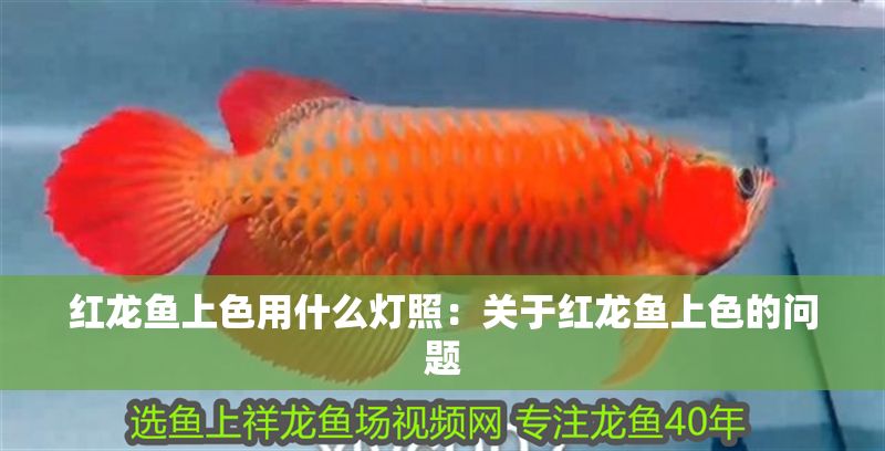 紅龍魚上色用什么燈照：關于紅龍魚上色的問題