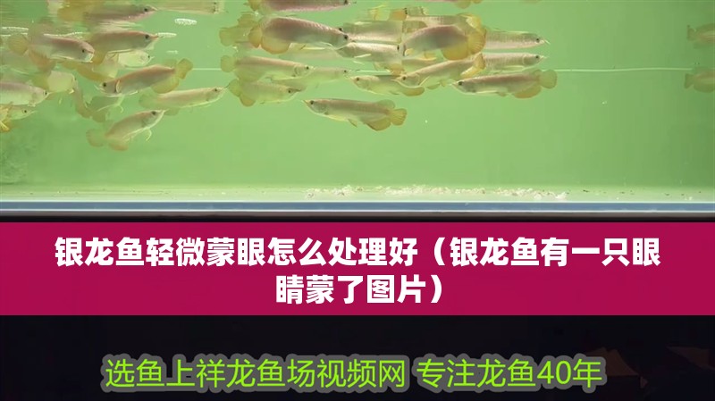 銀龍魚輕微蒙眼怎么處理好（銀龍魚有一只眼睛蒙了圖片）