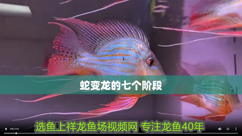 蛇變龍的七個階段