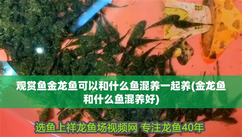觀賞魚金龍魚可以和什么魚混養一起養(金龍魚和什么魚混養好)