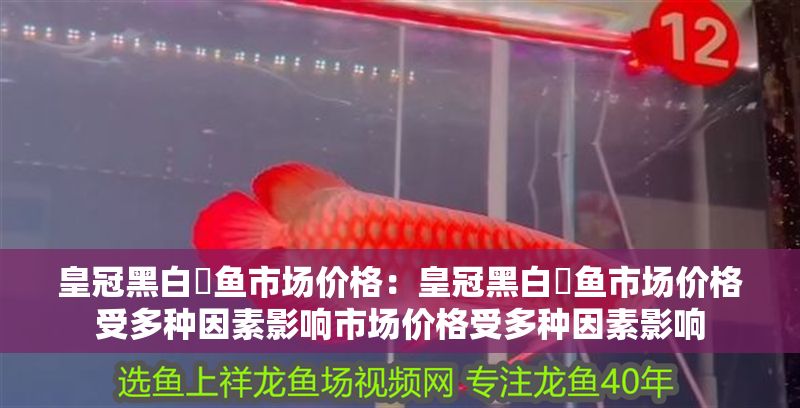 皇冠黑白魟魚市場價格：皇冠黑白魟魚市場價格受多種因素影響市場價格受多種因素影響