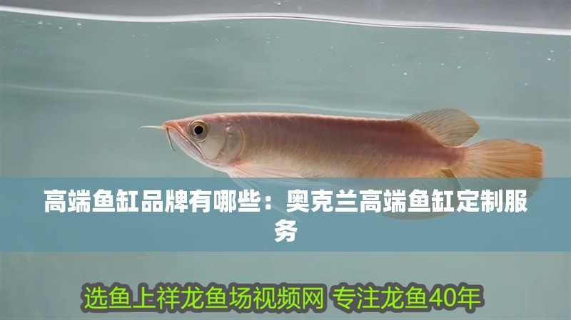 高端魚缸品牌有哪些：奧克蘭高端魚缸定制服務(wù)