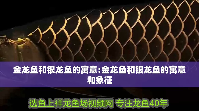 金龍魚和銀龍魚的寓意:金龍魚和銀龍魚的寓意和象征