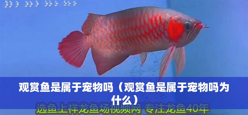 觀賞魚是屬于寵物嗎(觀賞魚是屬于寵物嗎為什么) 錦鯉魚百科 第1張 觀賞魚是屬于寵物嗎(觀賞魚是屬于寵物嗎為什么) 觀賞魚是屬于寵物嗎(觀賞魚是屬于寵物嗎為什么) 錦鯉魚百科 第1張