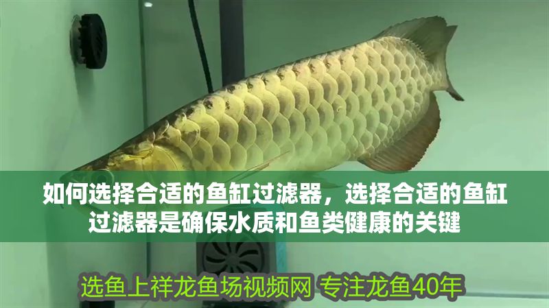 如何選擇合適的魚缸過濾器，選擇合適的魚缸過濾器是確保水質和魚類健康的關鍵