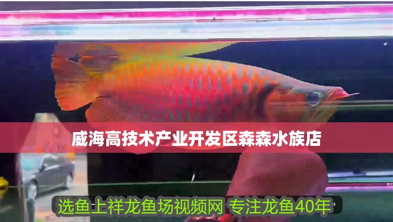 紅龍魚用黃燈烤有用嗎 威海高技術(shù)產(chǎn)業(yè)開發(fā)區(qū)森森水族店 全國水族館企業(yè)名錄 威海高技術(shù)產(chǎn)業(yè)開發(fā)區(qū)森森水族店 威海高技術(shù)產(chǎn)業(yè)開發(fā)區(qū)森森水族店 全國水族館企業(yè)名錄