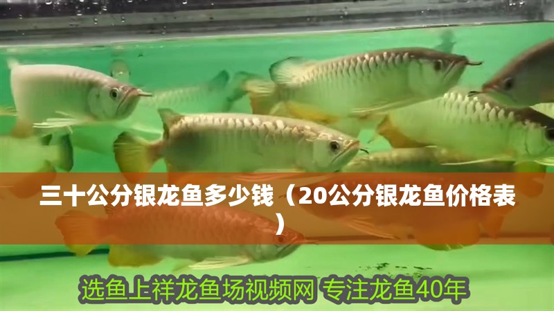三十公分銀龍魚多少錢（20公分銀龍魚價格表）