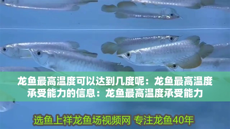 龍魚最高溫度可以達到幾度呢：龍魚最高溫度承受能力的信息：龍魚最高溫度承受能力