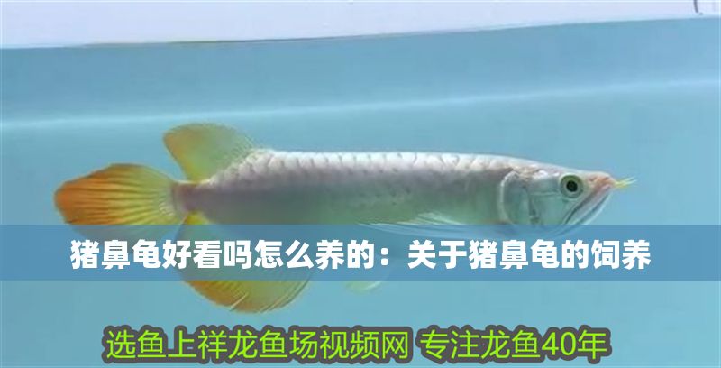 豬鼻龜好看嗎怎么養的：關于豬鼻龜的飼養