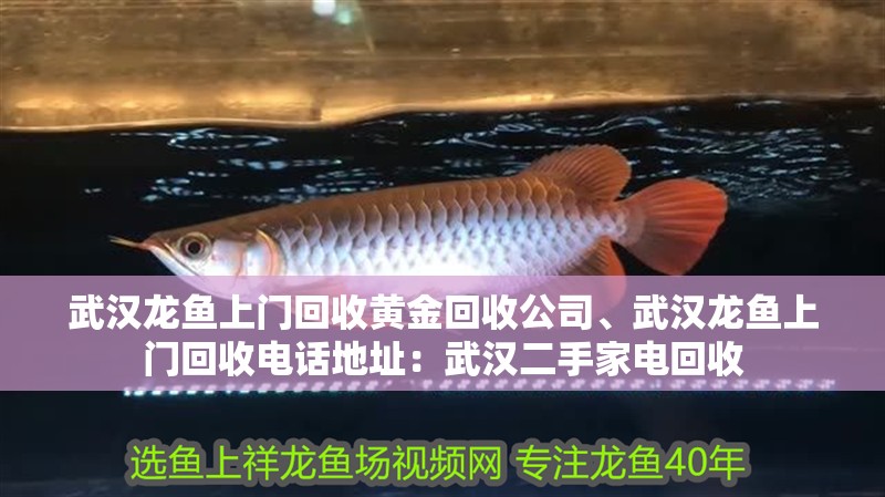 武漢龍魚上門回收黃金回收公司、武漢龍魚上門回收電話地址：武漢二手家電回收