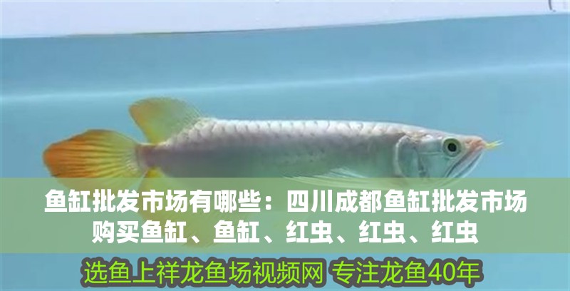 魚缸批發市場有哪些：四川成都魚缸批發市場購買魚缸、魚缸、紅蟲、紅蟲、紅蟲