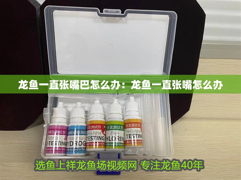 龍魚一直張嘴巴怎么辦：龍魚一直張嘴怎么辦