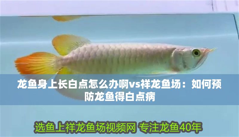 龍魚身上長白點怎么辦啊vs祥龍魚場：如何預防龍魚得白點病