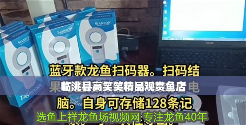 臨洮縣高笑笑精品觀賞魚店