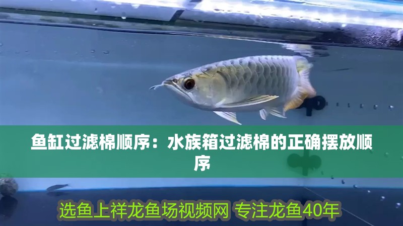 魚缸過(guò)濾棉順序：水族箱過(guò)濾棉的正確擺放順序 魚缸過(guò)濾棉順序：水族箱過(guò)濾棉的正確擺放順序 魚缸百科