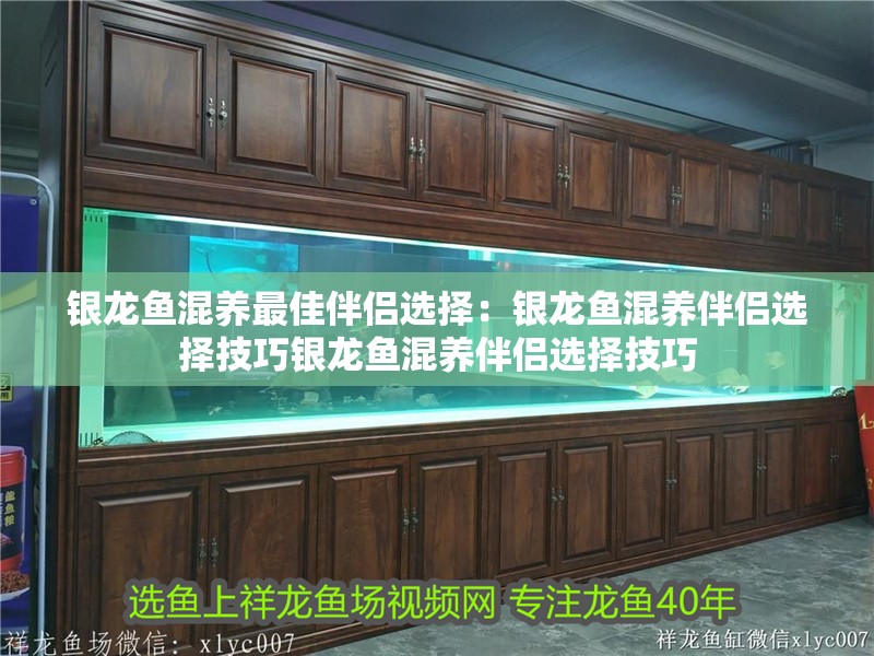 我的虎魚真菌感染了要怎么處理 銀龍魚混養最佳伴侶選擇:銀龍魚混養伴侶選擇技巧銀龍魚混養伴侶選擇技巧 龍魚百科 銀龍魚混養最佳伴侶選擇:銀龍魚混養伴侶選擇技巧銀龍魚混養伴侶選擇技巧 銀龍魚混養最佳伴侶選擇:銀龍魚混養伴侶選擇技巧銀龍魚混養伴侶選擇技巧 龍魚百科