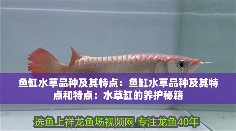 魚缸水草品種及其特點：魚缸水草品種及其特點和特點：水草缸的養護秘籍