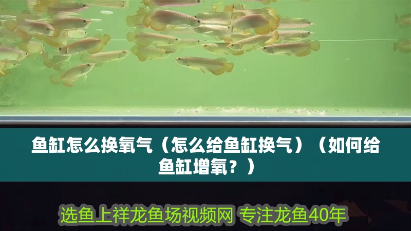 魚缸怎么換氧氣（怎么給魚缸換氣）（如何給魚缸增氧？）