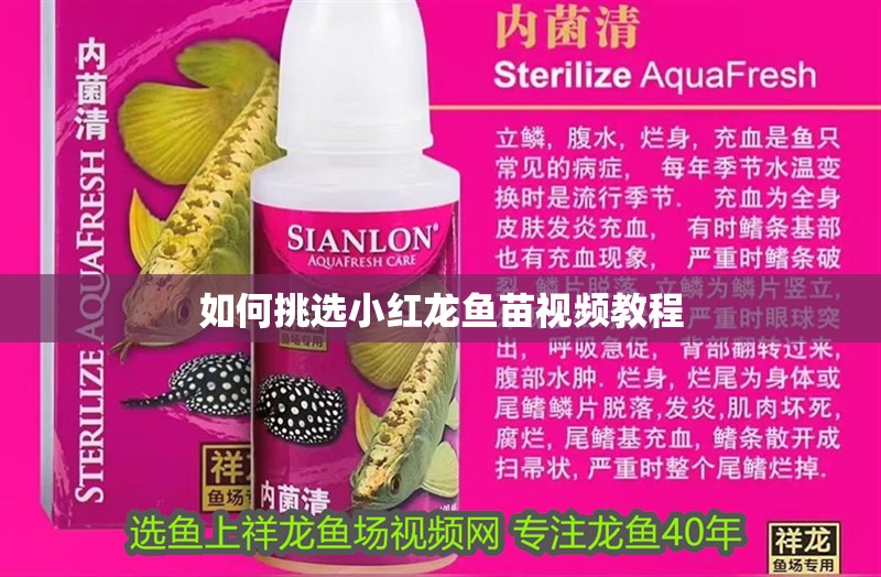 如何挑選小紅龍魚苗視頻教程