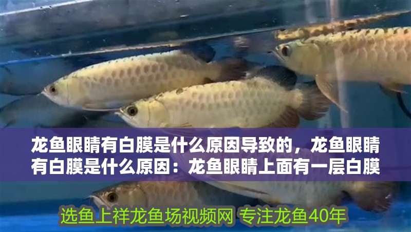 龍魚眼睛有白膜是什么原因導致的，龍魚眼睛有白膜是什么原因：龍魚眼睛上面有一層白膜是怎么回事