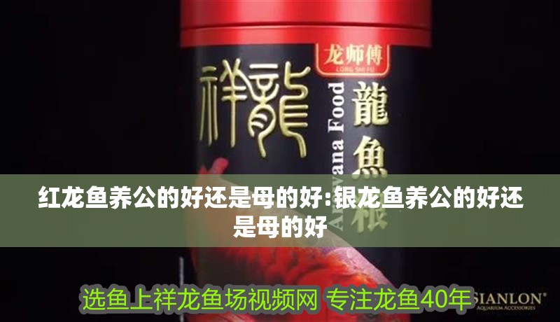 紅龍魚養公的好還是母的好:銀龍魚養公的好還是母的好