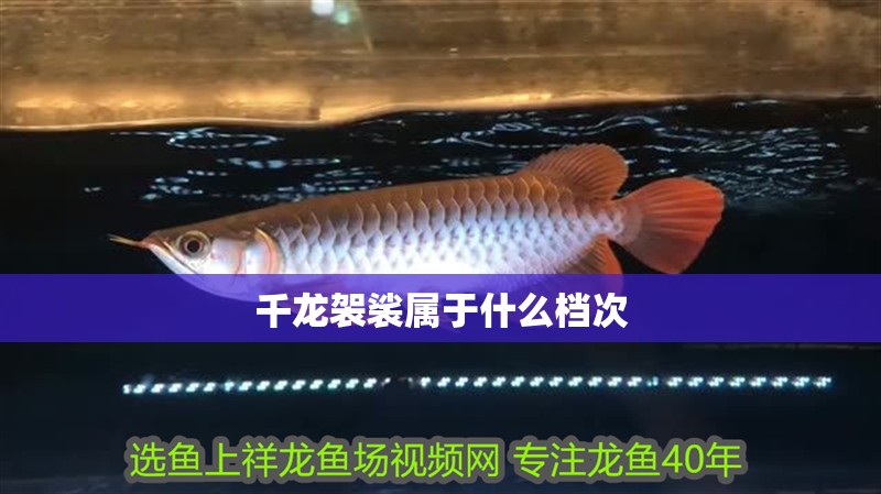 千龍袈裟屬于什么檔次 千龍袈裟屬于什么檔次 龍魚論壇