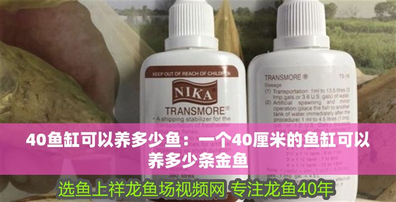 40魚缸可以養多少魚：一個40厘米的魚缸可以養多少條金魚