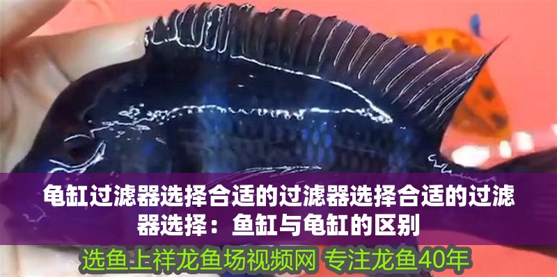 龜缸過濾器選擇合適的過濾器選擇合適的過濾器選擇：魚缸與龜缸的區別